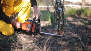 How Our Tree Care Process Works  in  Northlakes, NC